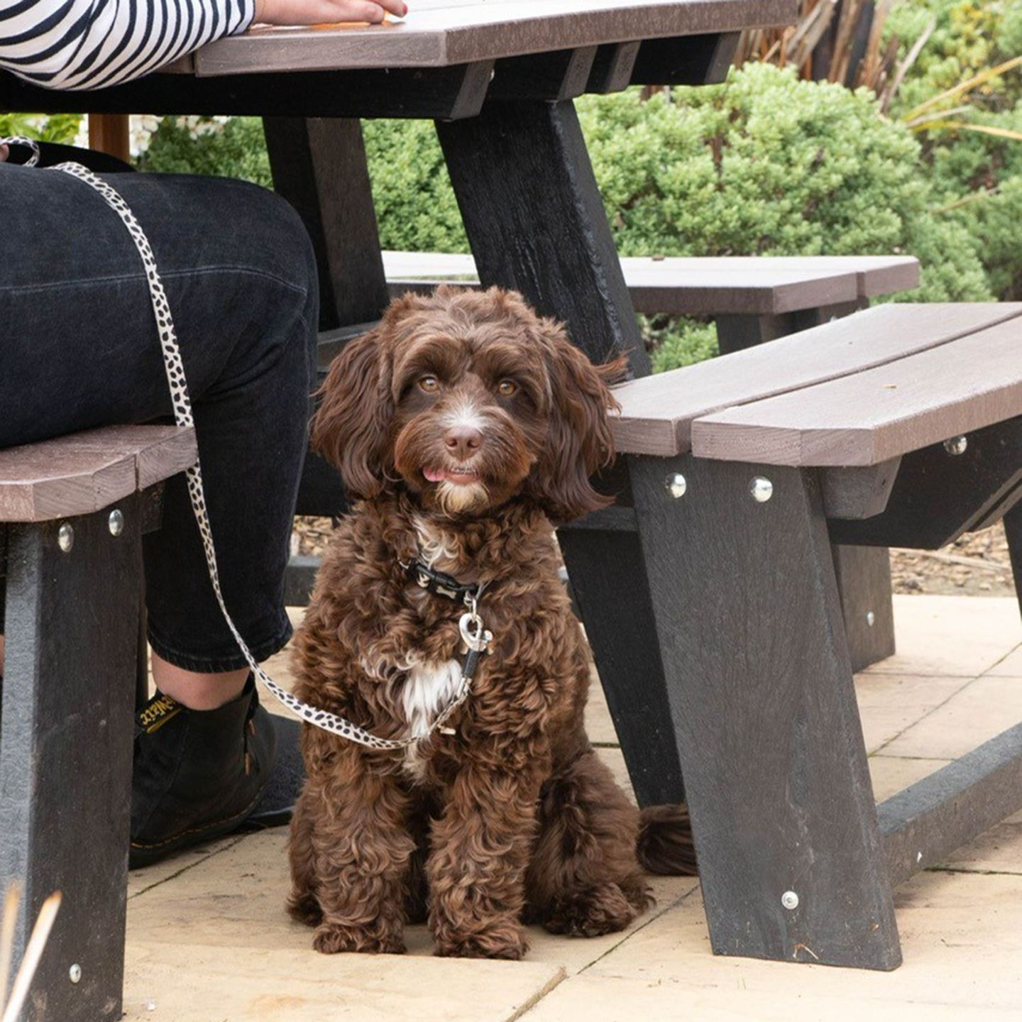 Your local dog friendly pub in Swadlincote